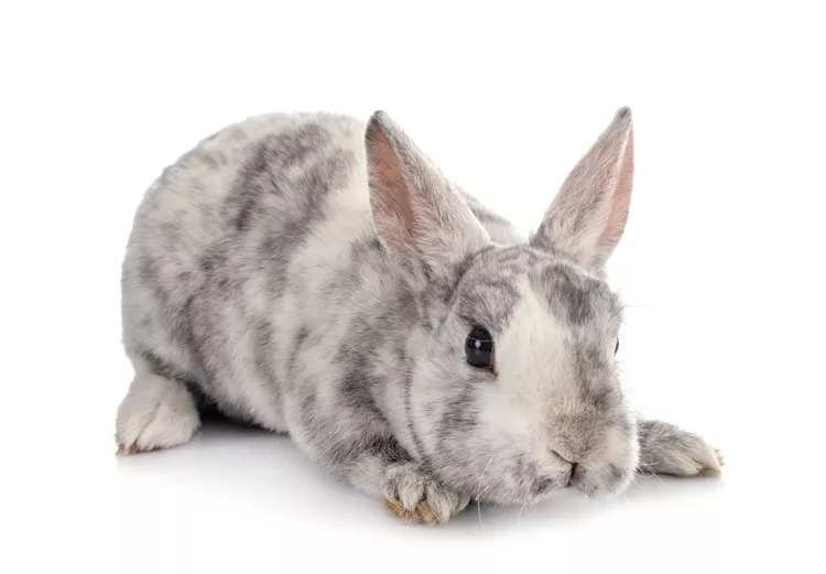 Mini Rex